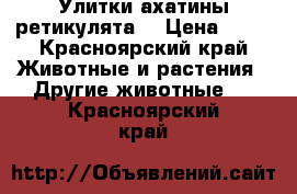 Улитки ахатины(ретикулята) › Цена ­ 40 - Красноярский край Животные и растения » Другие животные   . Красноярский край